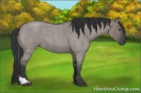 Horse Color:Grullo Roan Tobiano