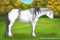 Horse Color:White Spotted Grullo