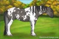 Horse Color:White Spotted Grullo Tobiano