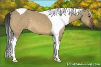 Horse Color:Bay Dun Tobiano 