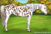 Horse Color:Chestnut Appaloosa