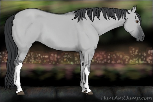 Horse Color:Grullo Chinchilla 
