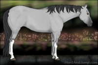 Horse Color:Grullo Chinchilla 