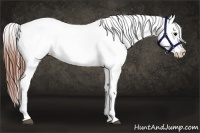 Horse Color:Brown Tobiano Appaloosa