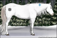 Horse Color:Chocolate Palomino Appaloosa Rabicano