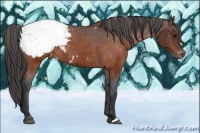 Horse Color:Brown Snowcap