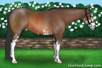 Horse Color:Bay Sabino 