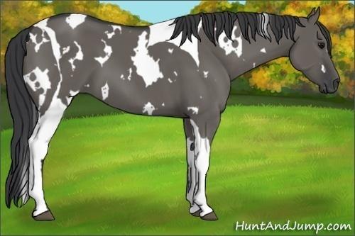 Horse Color:White Spotted Grullo Tobiano 