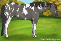 Horse Color:White Spotted Grullo Tobiano