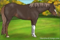 Horse Color:Liver Chestnut 