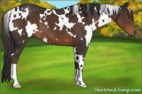 Horse Color:White Spotted Liver Chestnut 
