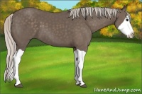 Horse Color:Silver Black Splash
