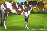 Horse Color:White Spotted Liver Chestnut 