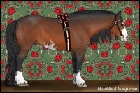 Horse Color:Bay Sabino 