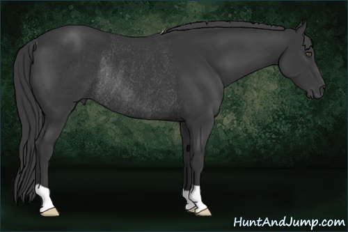 Horse Color:Black Rabicano 