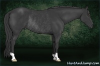 Horse Color:Black Rabicano 