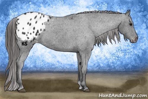 Horse Color:Black Appaloosa 