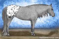 Horse Color:Black Appaloosa