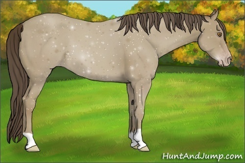 Horse Color:Classic Cream Champagne 