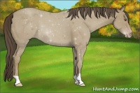 Horse Color:Classic Cream Champagne