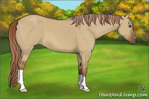 Horse Color:Red Dun 