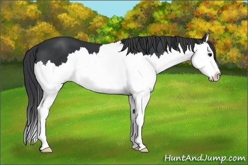 Horse Color:Black Sabino Splash 