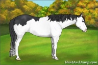 Horse Color:Black Sabino Splash 