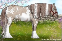 Horse Color:White Spotted Bay Dun Appaloosa 