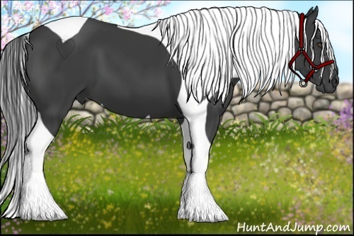 Horse Color:Smoky Black Tobiano 