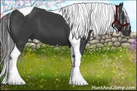 Horse Color:Smoky Black Tobiano 