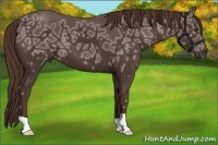Horse Color:Liver Chestnut Ice 