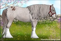 Horse Color:Bay Splash Appaloosa 