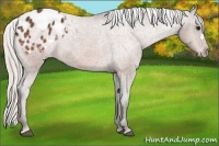 Horse Color:Silver Bay Appaloosa 