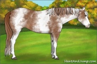 Horse Color:White Spotted Chestnut Splash