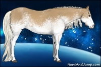 Horse Color:White Spotted Chestnut 
