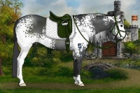 Horse Color:White Spotted Black 