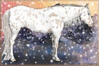 Horse Color:White Spotted Chocolate Palomino Pearl Sabino Blanket Rabicano