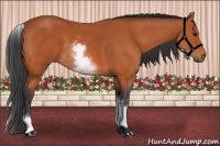 Horse Color:White Spotted Bay