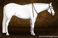 Horse Color:Palomino Sabino Splash Frame