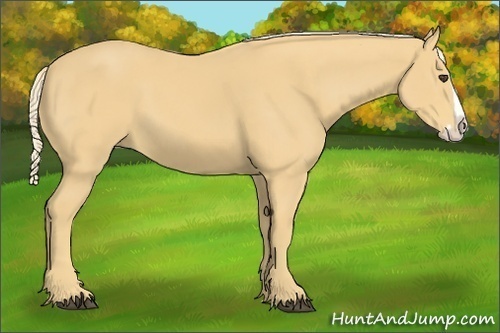 Horse Color:Palomino Splash