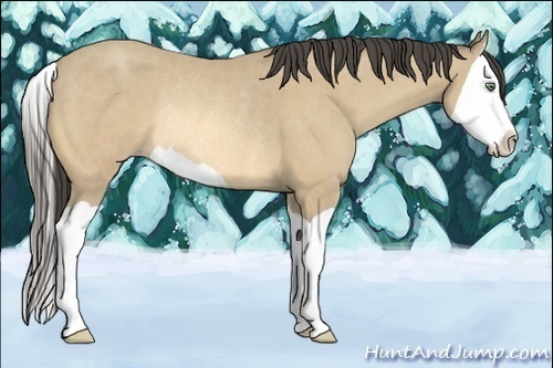 Horse Color:Amber Cream Champagne Splash Rabicano 