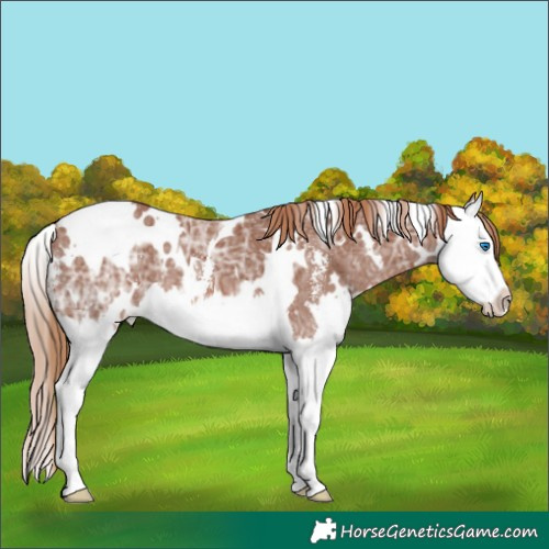 Horse Color:White Spotted Chestnut Ice Sabino Splash 