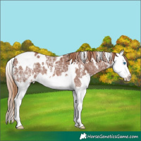Horse Color:White Spotted Chestnut Ice Sabino Splash