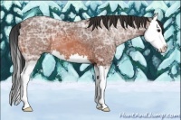 Horse Color:Bay Ice Roan Splash 
