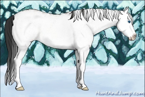 Horse Color:White Spotted Buckskin Ice Splash 