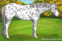 Horse Color:Blue Roan Sabino Appaloosa