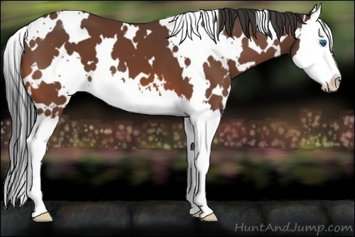 Horse Color:White Spotted Bay Splash 
