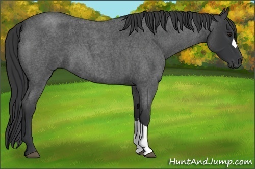 Horse Color:Blue Roan