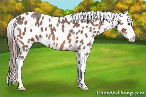 Horse Color:Bay Roan Near Leopard
