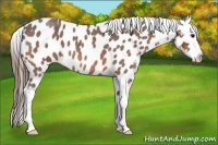 Horse Color:Bay Roan Near Leopard